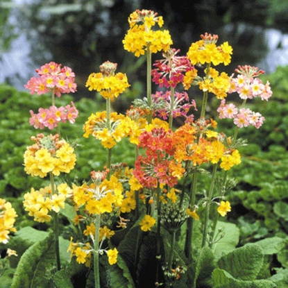 Picture of Primula - Candelabra Mixed